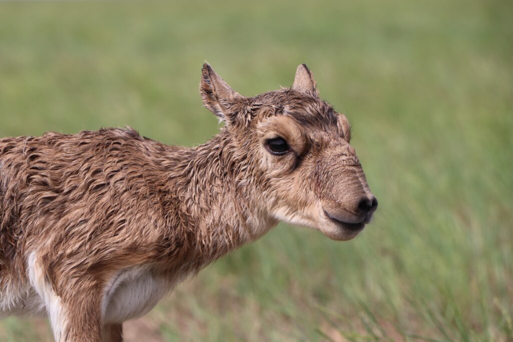 Ақбөкен етінің келісі 1600 теңгеге сатылады – министрлік