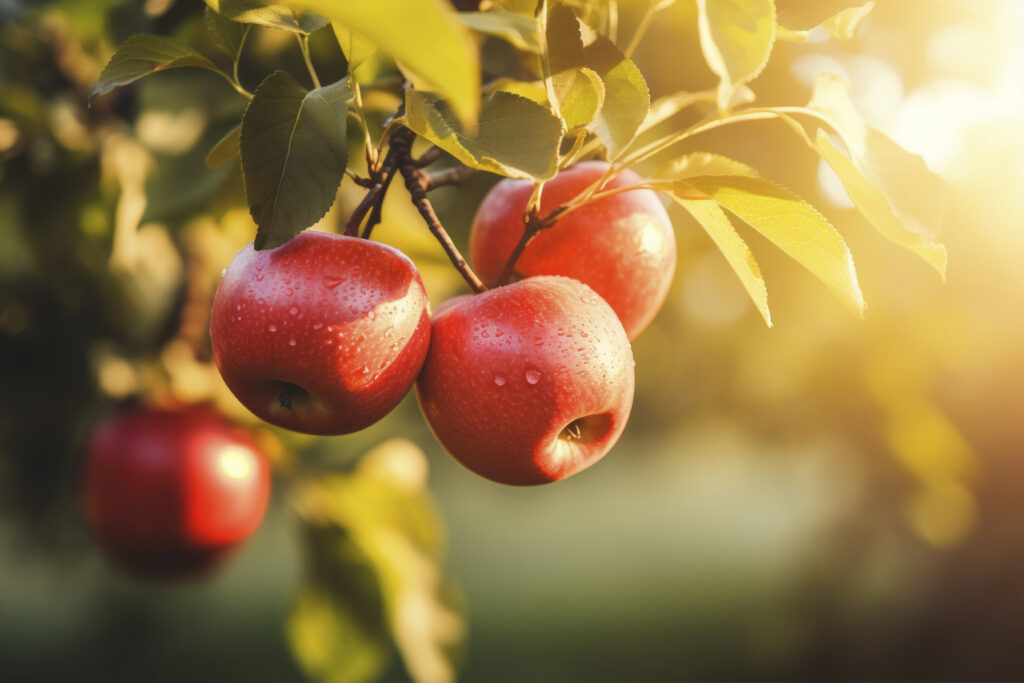 Қазақстанда алма экспортының өсуі ішкі нарықтағы бағаны қымбаттатты