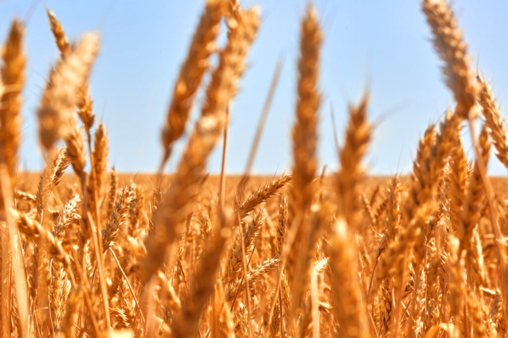 Қазақстанда қатты бидай экспорты неге төмендеді?