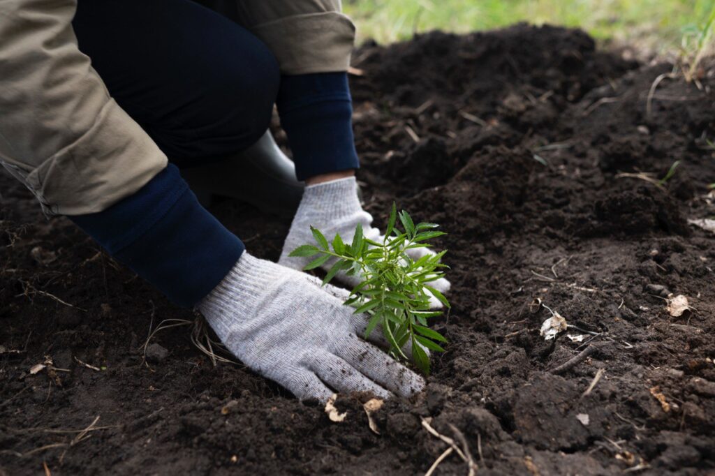 Үкімет 2025 жылға дейін 2 млрд ағаштың 40%-ын ғана отырғызды